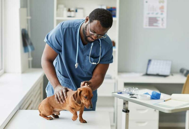 7 Job Roles That Every Veterinary Practice Needs